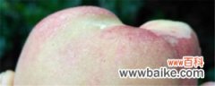 水蜜桃的种植与管理