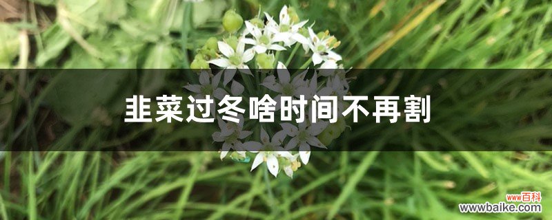 韭菜过冬啥时间不再割，北方割到几月份