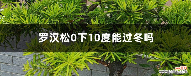 罗汉松如何安全过冬，0下10度能过冬吗