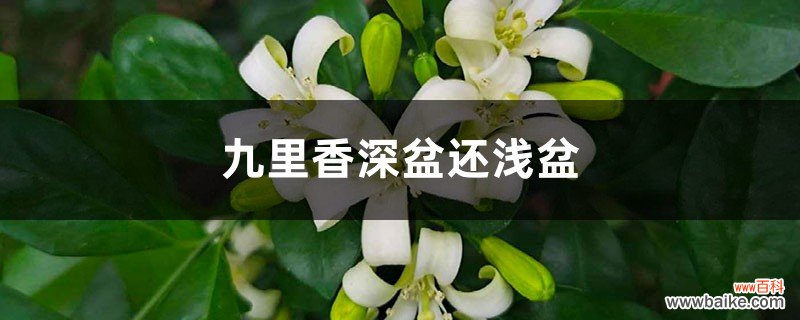 九里香适合深盆还是浅盆，选盆有什么要求