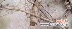 榆树下山桩的栽培技巧，根部怎么处理