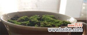 苔藓怎么繁殖，怎么在家里自制苔藓