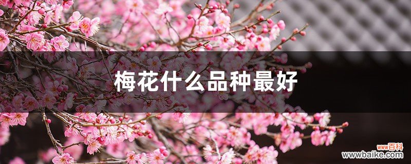 梅花什么品种最好，梅花珍贵品种排名