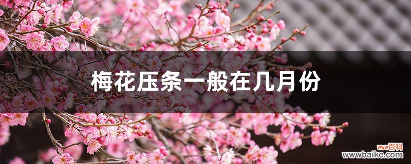 梅花压条一般在几月份，梅花的高压繁殖方法