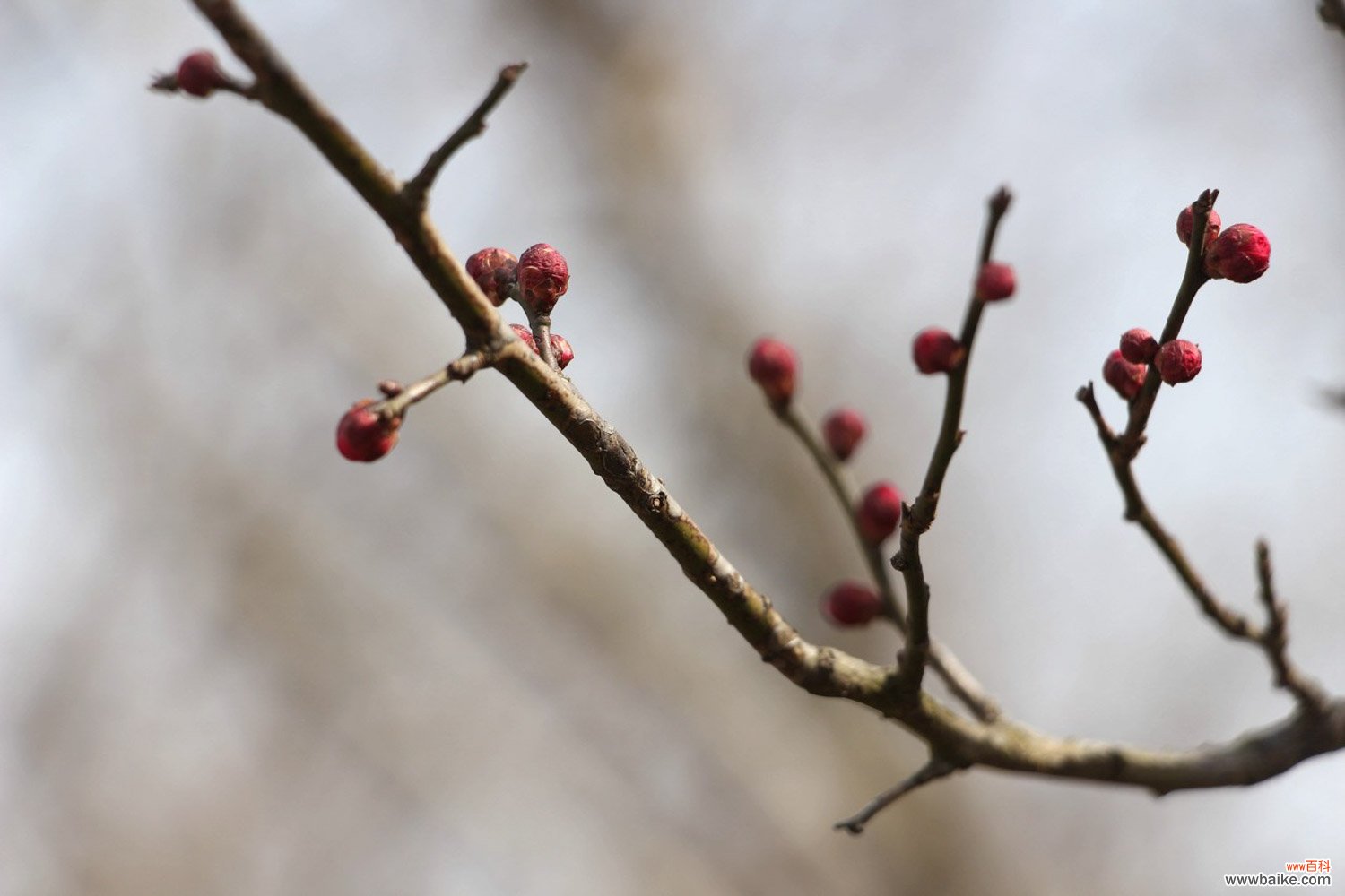 什么时候给梅花换盆，梅花换盆后马上浇水吗