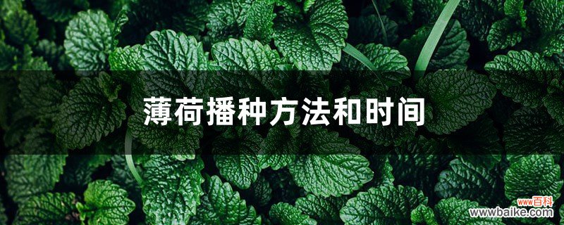 薄荷播种方法和时间，薄荷可以一年四季种吗