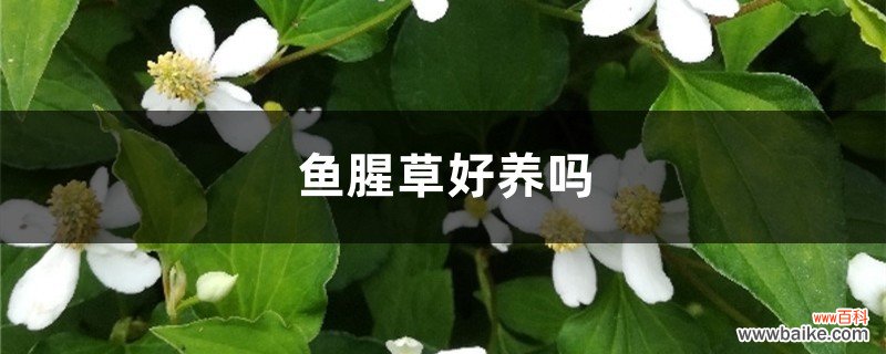 鱼腥草好养吗，怎么养长的好