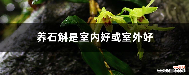 养石斛是室内好或室外好，秋冬季节怎么养护