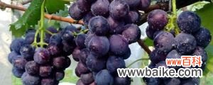 北方葡萄怎么种植，北方几月种葡萄