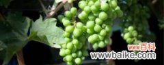 不同品种的葡萄花期介绍，葡萄花期多长时间