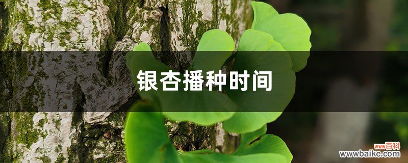 银杏播种时间，银杏传播种子的方法