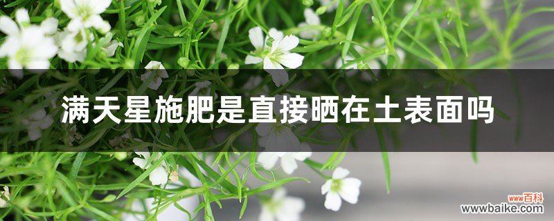 满天星施肥是直接晒在土表面吗，施肥黄叶怎么办