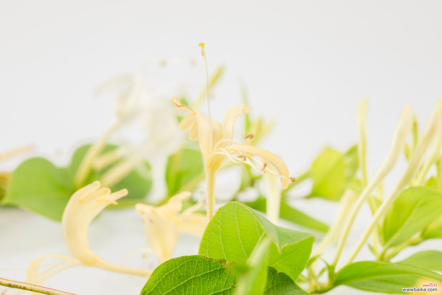 盆栽金银花的种植方法，用多大的盆