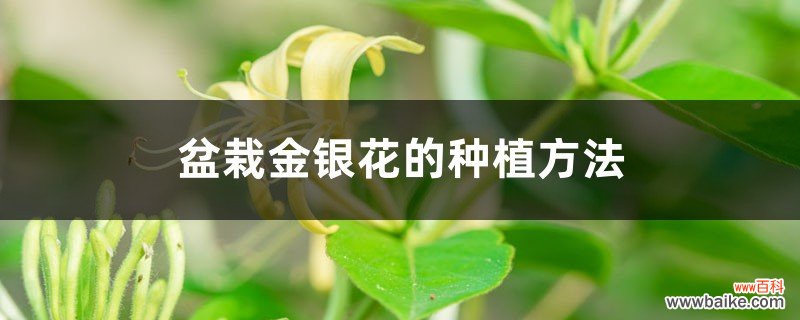 盆栽金银花的种植方法，用多大的盆