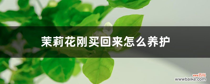 茉莉花刚买回来怎么养护，刚买回来出现黄叶怎么回事