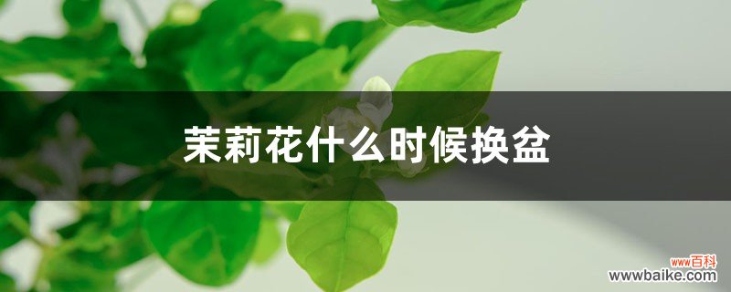 茉莉花什么时候换盆，怎么换盆