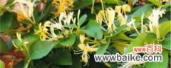 金银花扦插繁殖易生根的方法，扦插金银花多久能生根