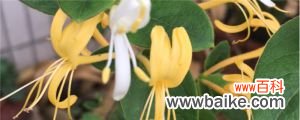 金银花扦插多长时间生根，多长时间可以移栽