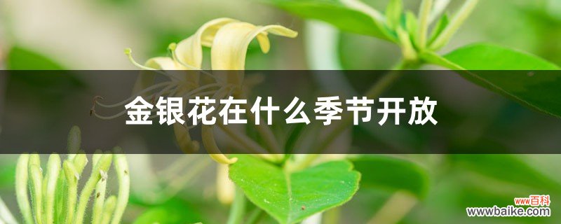 金银花在什么季节开放，采摘时间在什么季节