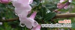 盆栽丁香花的养殖方法，丁香花需要修剪吗