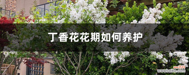 丁香花花期如何养护，什么时候开花