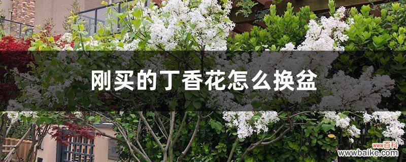 刚买的丁香花怎么换盆，丁香花怎么养