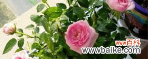玫瑰花需要多大的盆来种，盆栽玫瑰花种植方法全过程