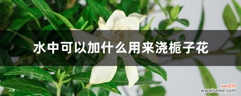 水中可以加什么用来浇栀子花，浇水需要浇透吗