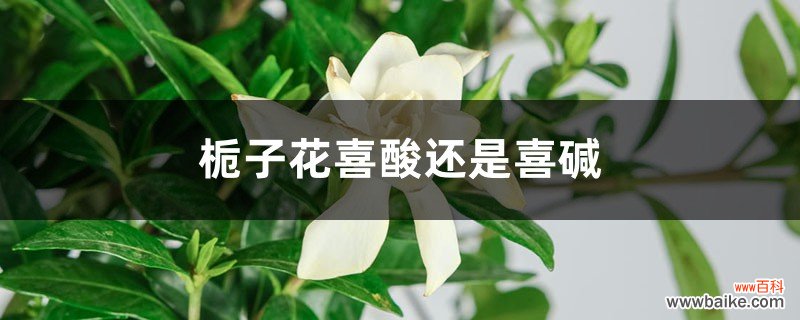 栀子花喜酸还是喜碱，栀子花能晒太阳吗