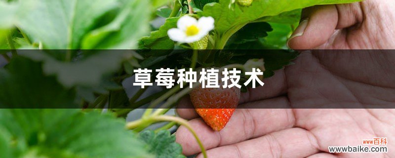 草莓种植技术，草莓苗批发价格