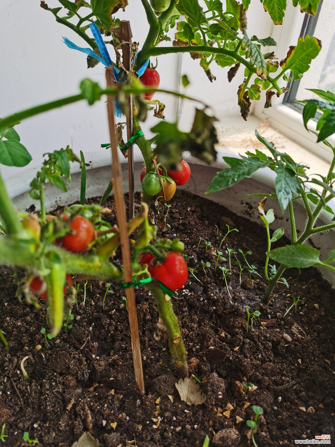番茄结果期施什么肥好，如何施肥