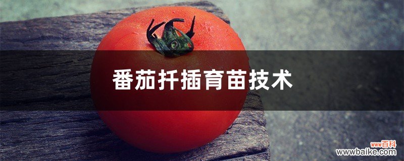 番茄扦插育苗技术，扦插繁殖适合时间
