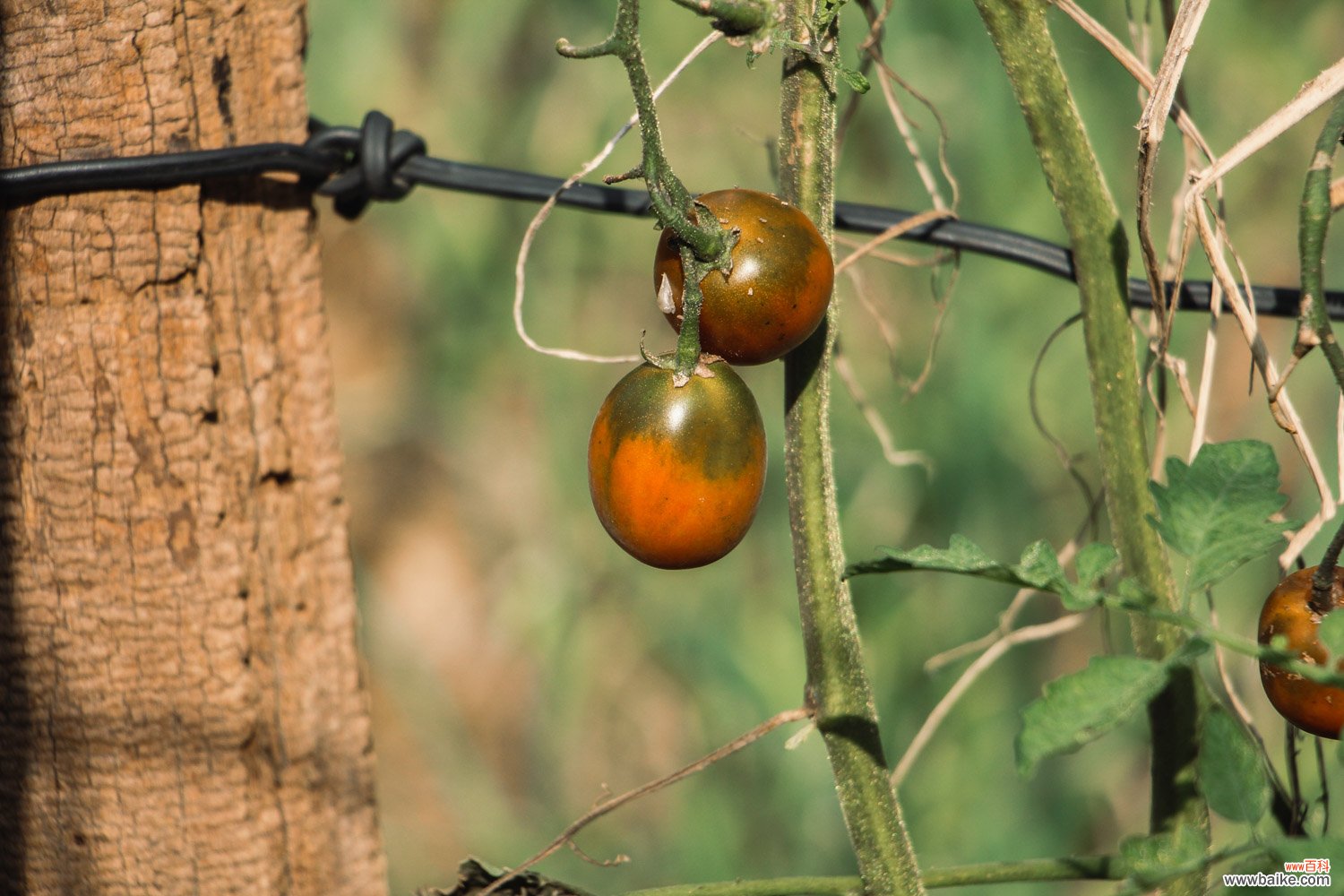 番茄繁殖方法是什么，是用什么繁殖的