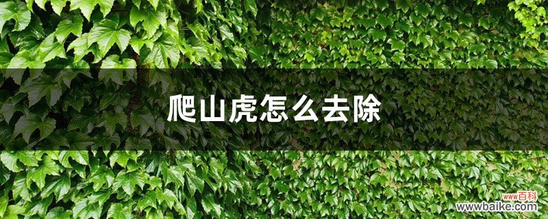 爬山虎怎么去除，冬季室外是否落叶