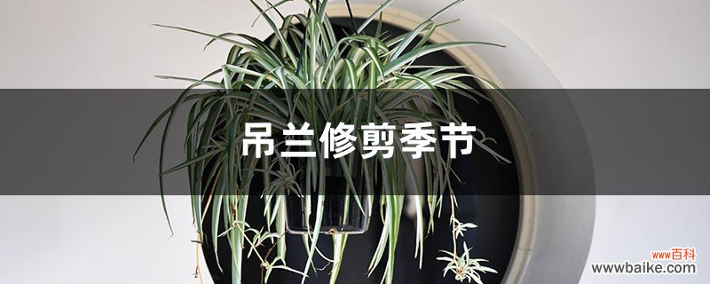 吊兰修剪季节，修剪后多久能发芽