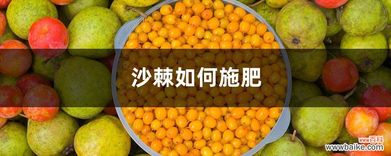 沙棘如何施肥，沙棘上什么肥