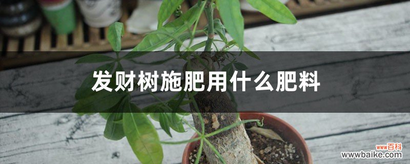 发财树施肥用什么肥料，施肥正确方法