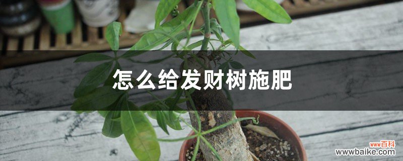 怎么给发财树施肥，施肥太多叶都干了怎么办