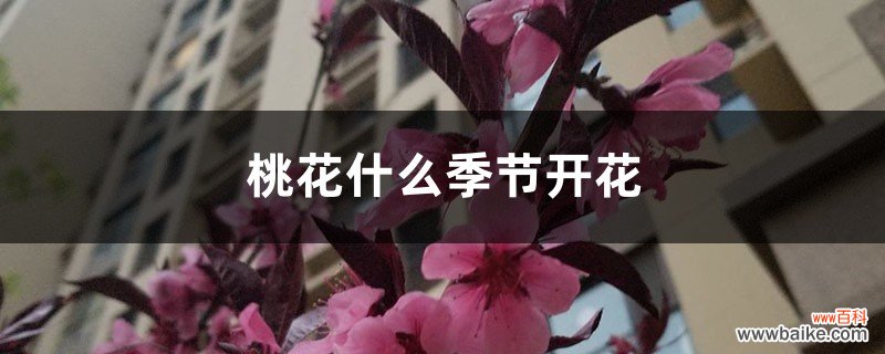 桃花什么季节开花，桃花促花方法