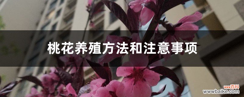 桃花养殖方法和注意事项，桃花怎样养殖和护理