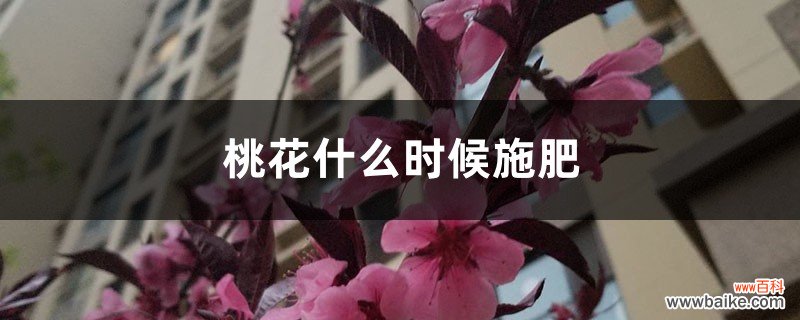 桃花什么时候施肥，桃花盆栽施肥方法