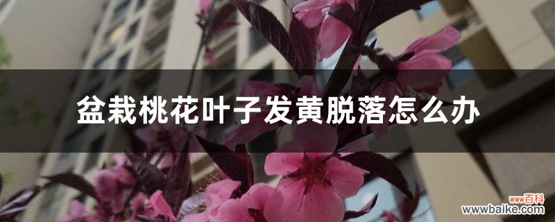 盆栽桃花叶子发黄脱落怎么办，桃花叶子发黄是怎么回事