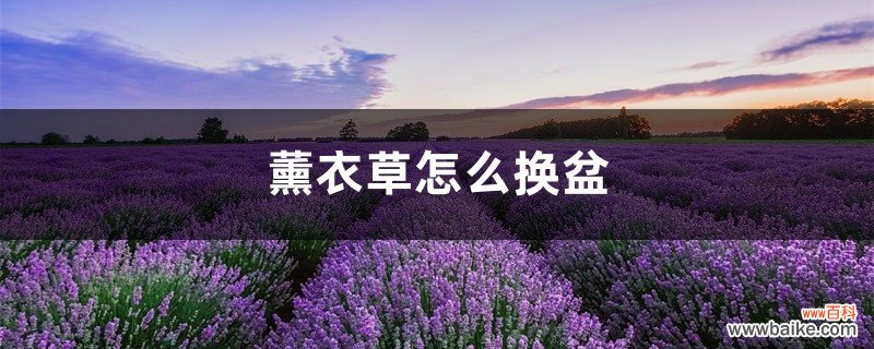 薰衣草怎么换盆，薰衣草什么季节换盆