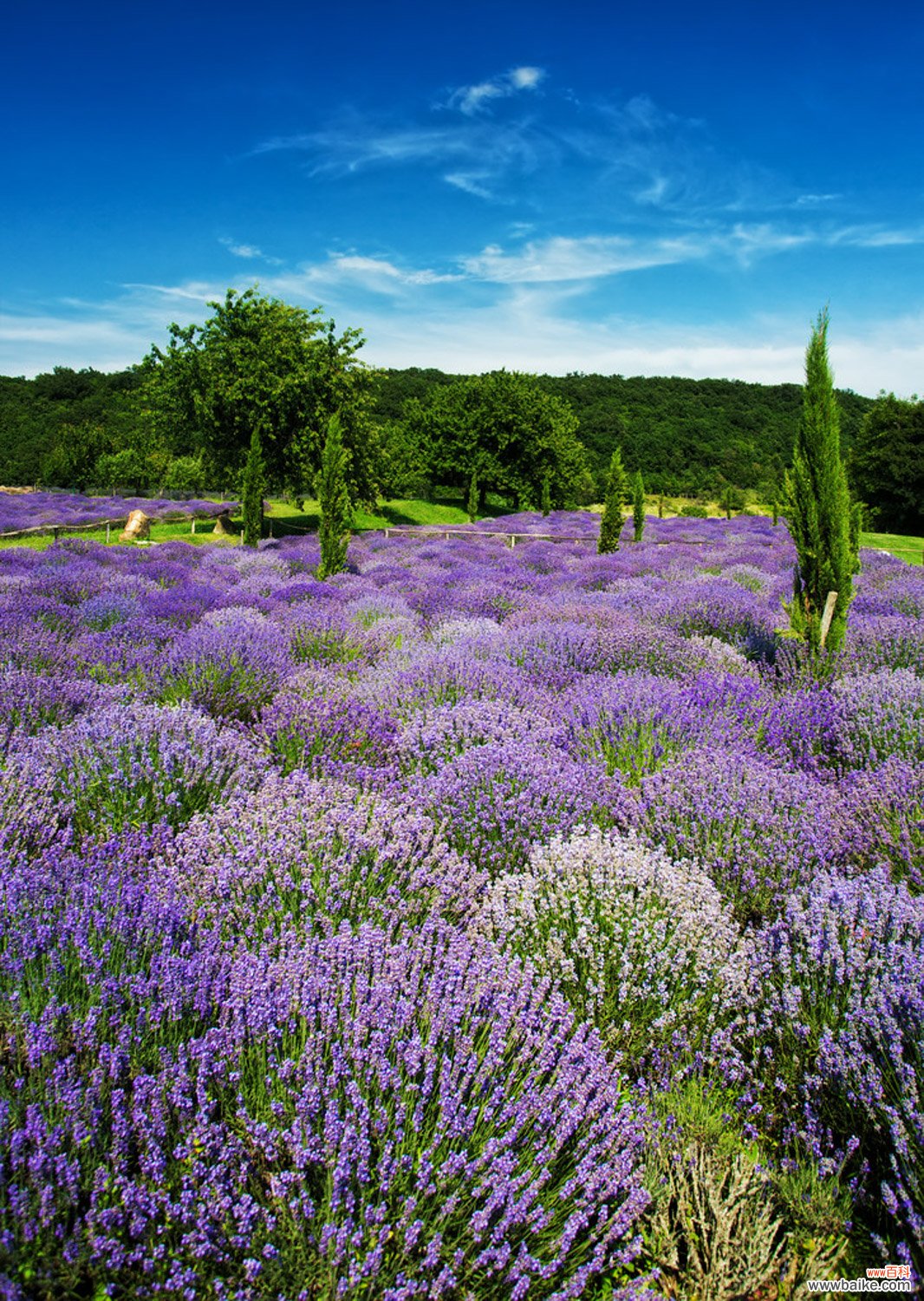 薰衣草有几种，薰衣草有多少种类