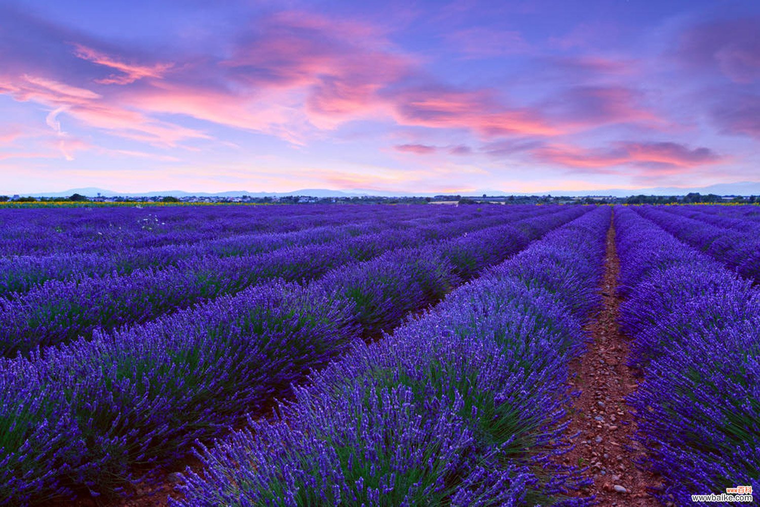 薰衣草有几种，薰衣草有多少种类
