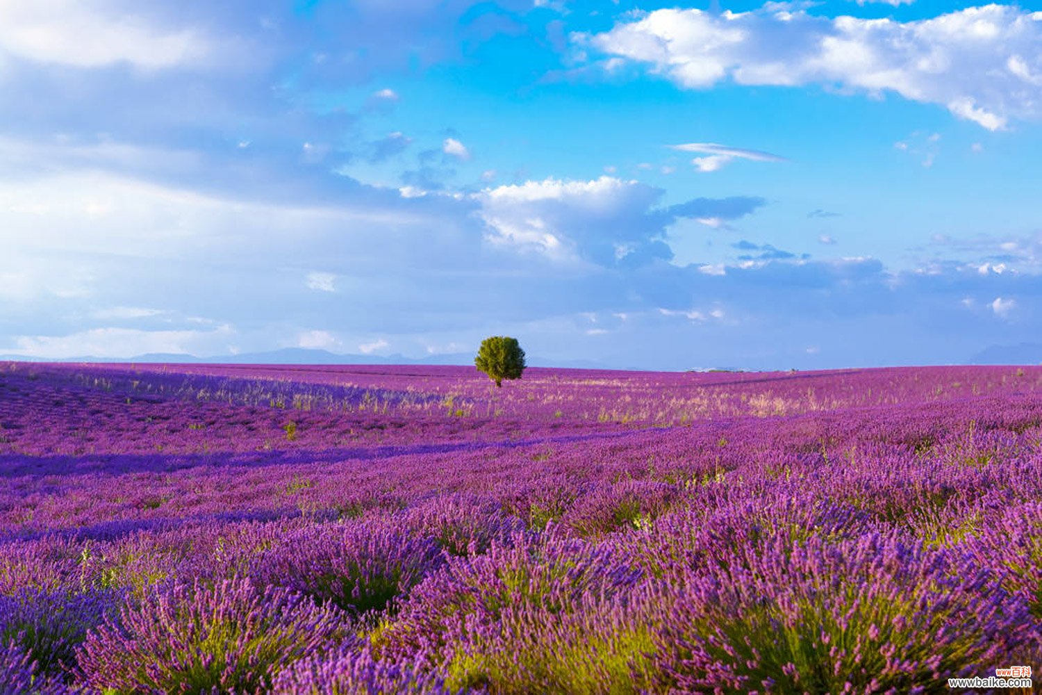薰衣草有几种，薰衣草有多少种类