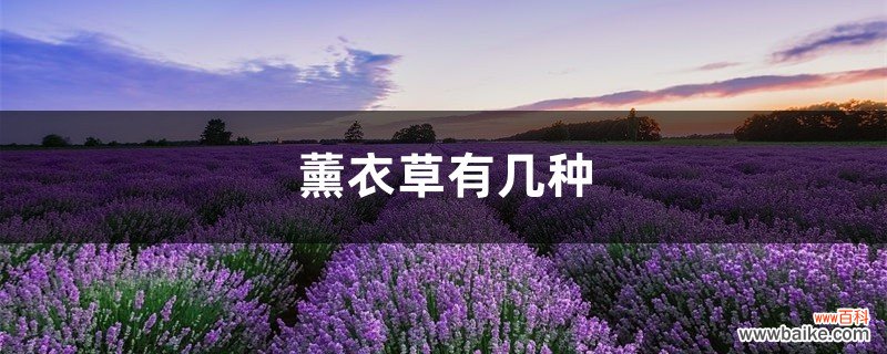 薰衣草有几种，薰衣草有多少种类