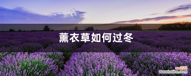 薰衣草如何过冬，薰衣草冬天怎么养