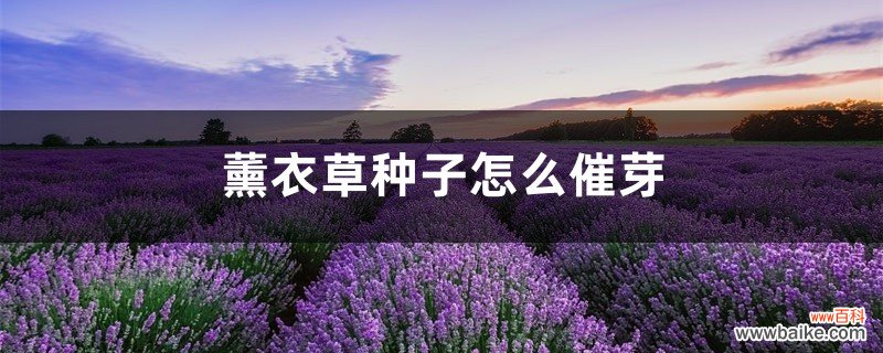 薰衣草种子怎么催芽，薰衣草种子要泡吗