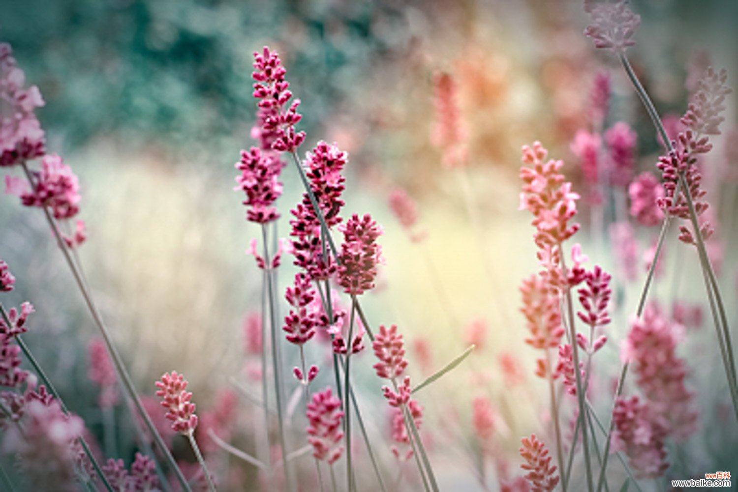 薰衣草种子怎么催芽，薰衣草种子要泡吗